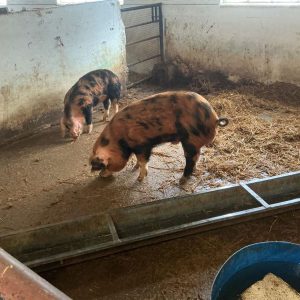 New trip to the farm