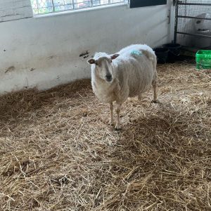 new farm trip 12